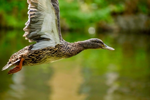 Undgå de typiske fejl: Krydsordsfælder og hvordan du undgår dem
